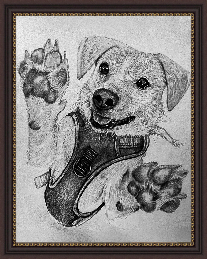 Charcoal drawing of a puppy in a harness, paws raised